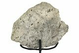 Dinosaur (Triceratops) Frill Shield Section - Montana #244643-1